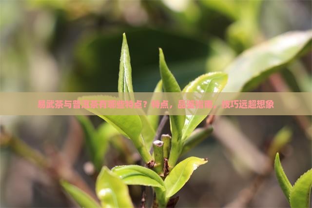易武茶与普洱茶有哪些特点