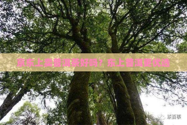 京东上卖普洱茶好吗