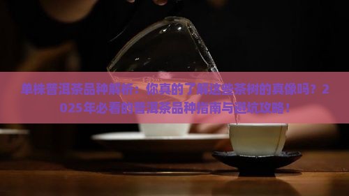 单株普洱茶品种