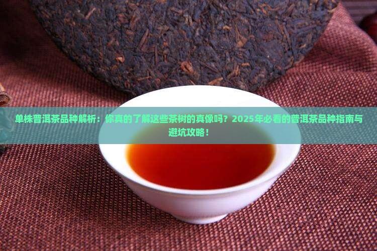 单株普洱茶品种
