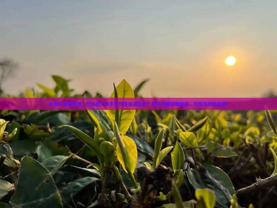 泉州普洱茶品牌招商网页