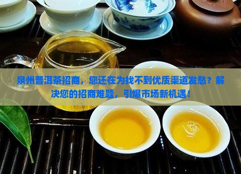 泉州普洱茶品牌招商网页