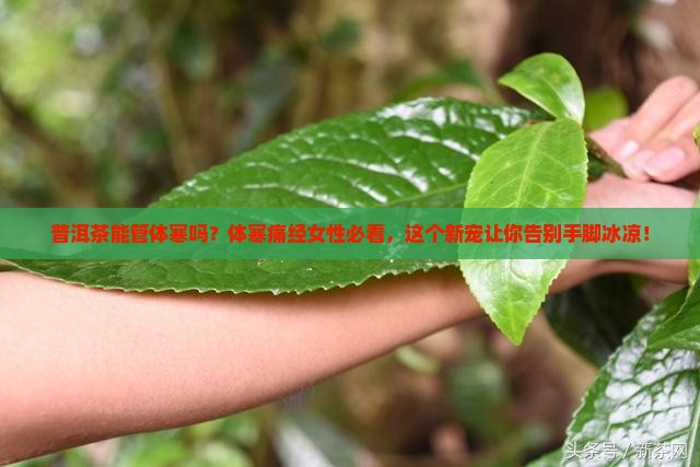普洱茶能管体寒吗