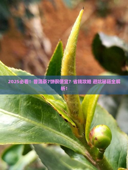 普洱茶7饼很便宜
