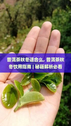普洱茶秋冬适合么