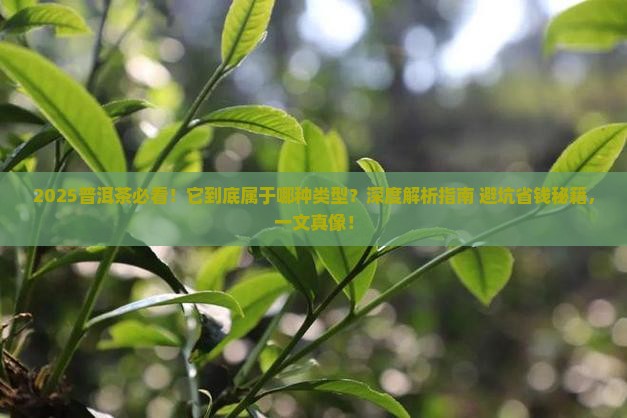普洱茶属于哪种的类型 普洱茶属于哪种的类型