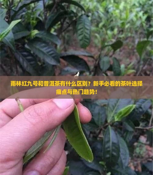 雨林红九号和普洱茶的区别