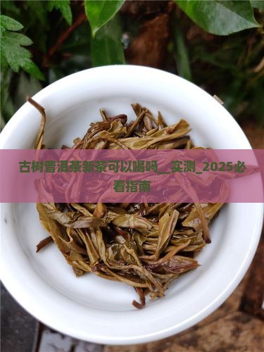 古树普洱茶新茶可以喝吗