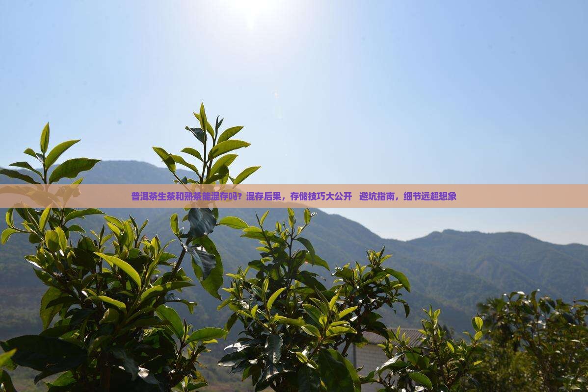 普洱茶生茶和熟茶能混存吗
