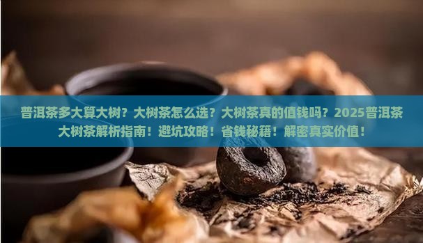 普洱茶多大算大树
