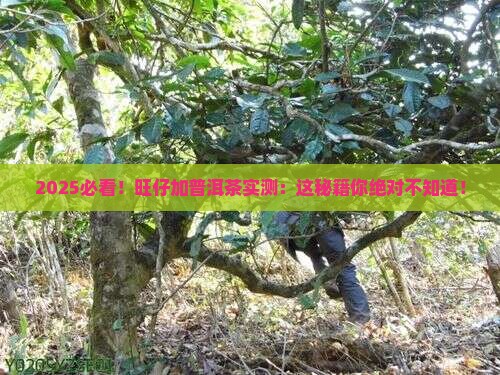 旺仔加普洱茶的功效与作用