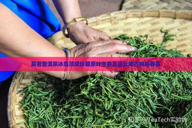 昊茗普洱茶冰岛