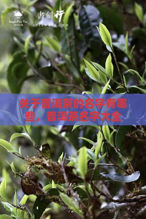 关于普洱茶的品牌名字有哪些