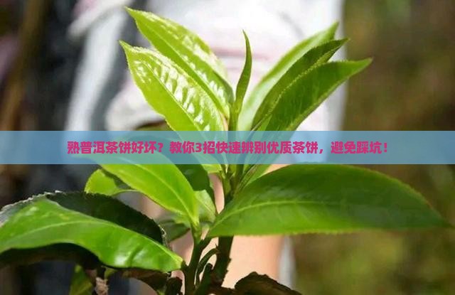 熟普洱茶饼好坏