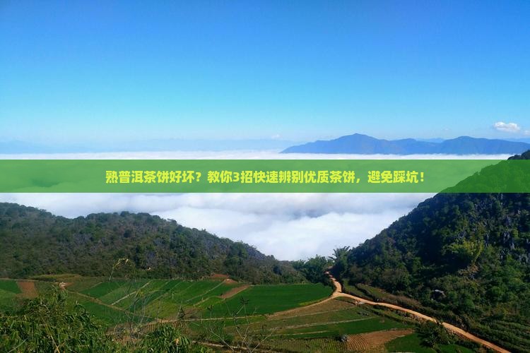 熟普洱茶饼好坏
