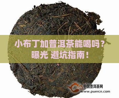 小布丁加普洱茶可以喝吗