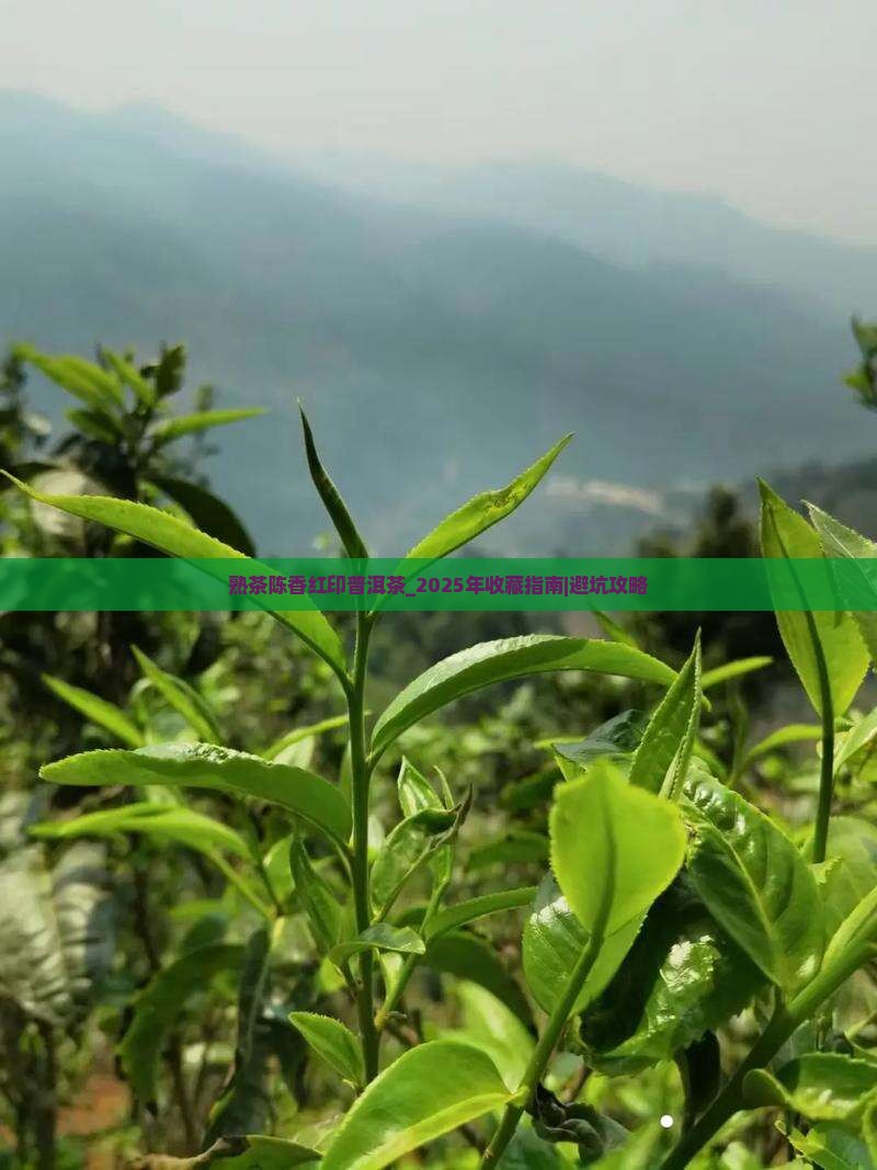 熟茶陈香红印普洱茶