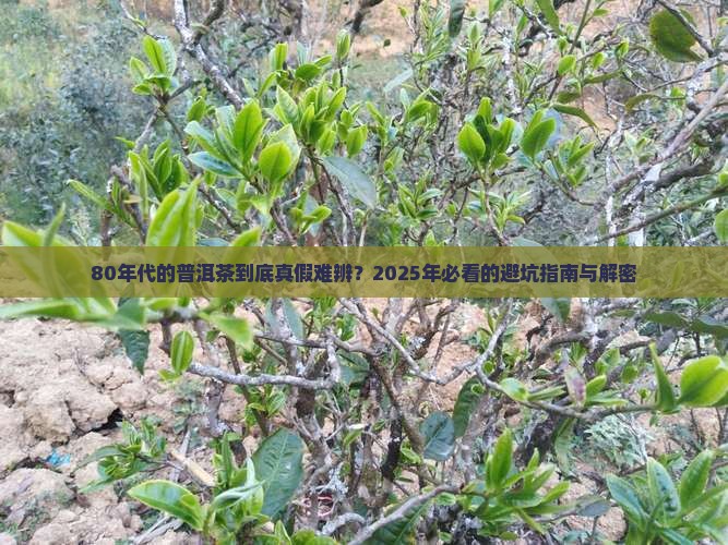 80年代的普洱茶真假