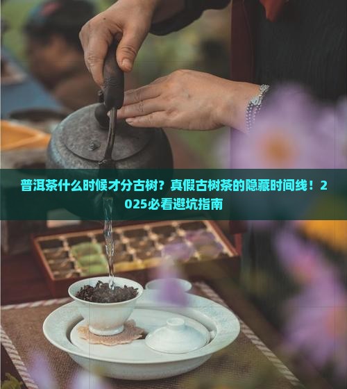 普洱茶什么时候才分古树