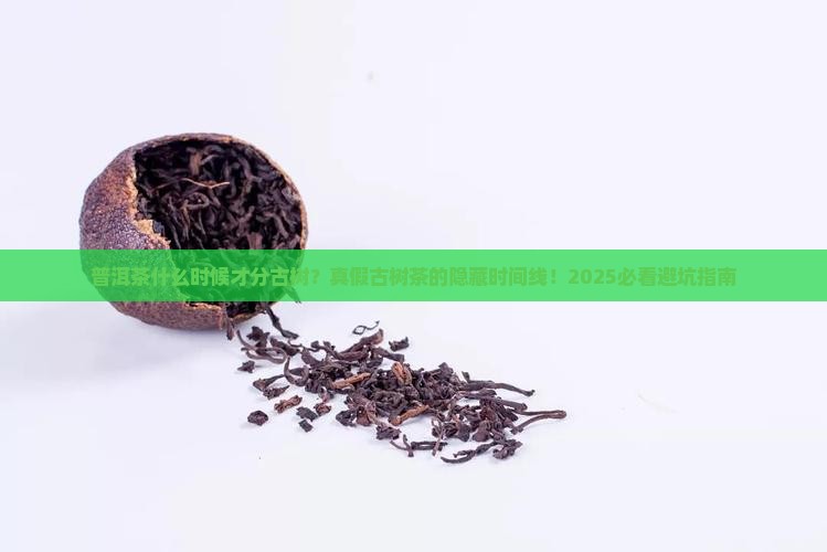 普洱茶什么时候才分古树