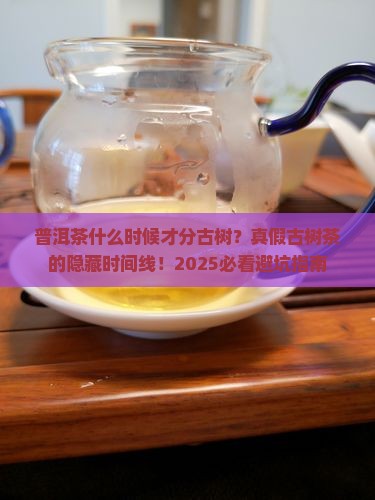 普洱茶什么时候才分古树
