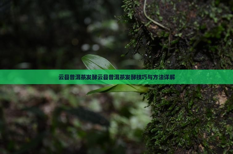 云县普洱茶发酵