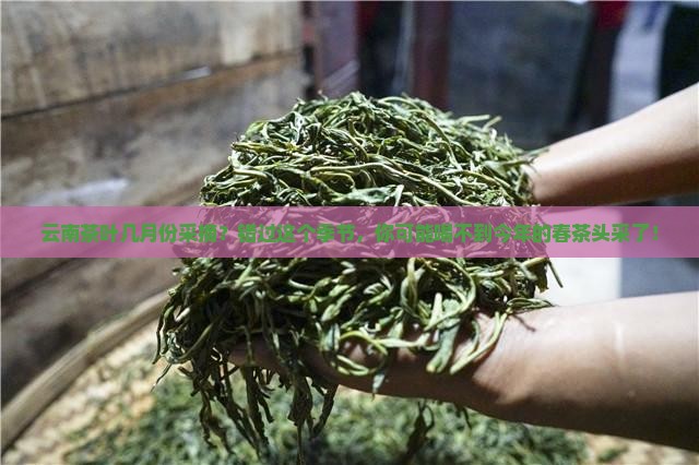云南茶叶几月份采摘