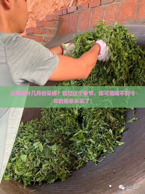 云南茶叶几月份采摘