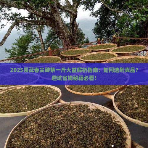 易武春尖砖茶一斤大益易武春尖