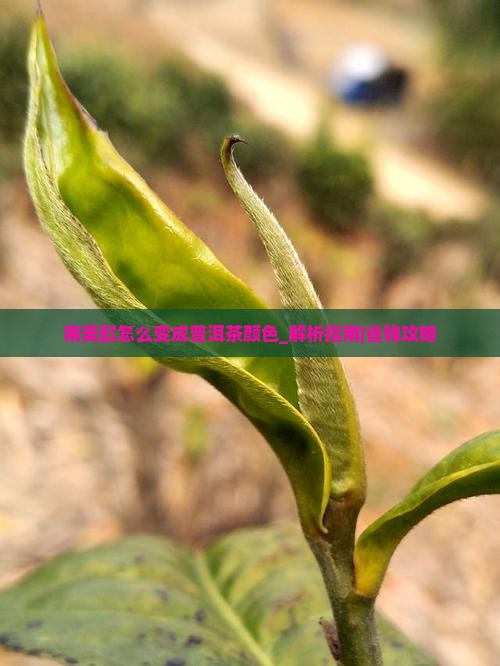 南美缸怎么变成普洱茶颜色