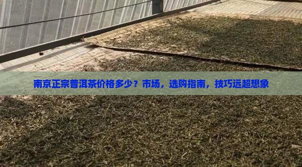 南京正宗普洱茶价格