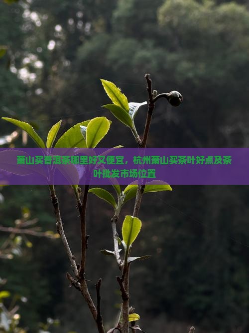 萧山买普洱茶哪里