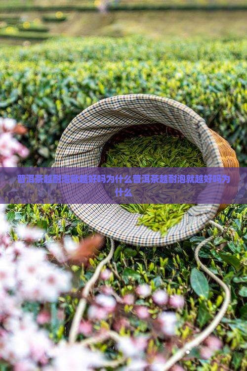 普洱茶越耐泡就越好吗为什么