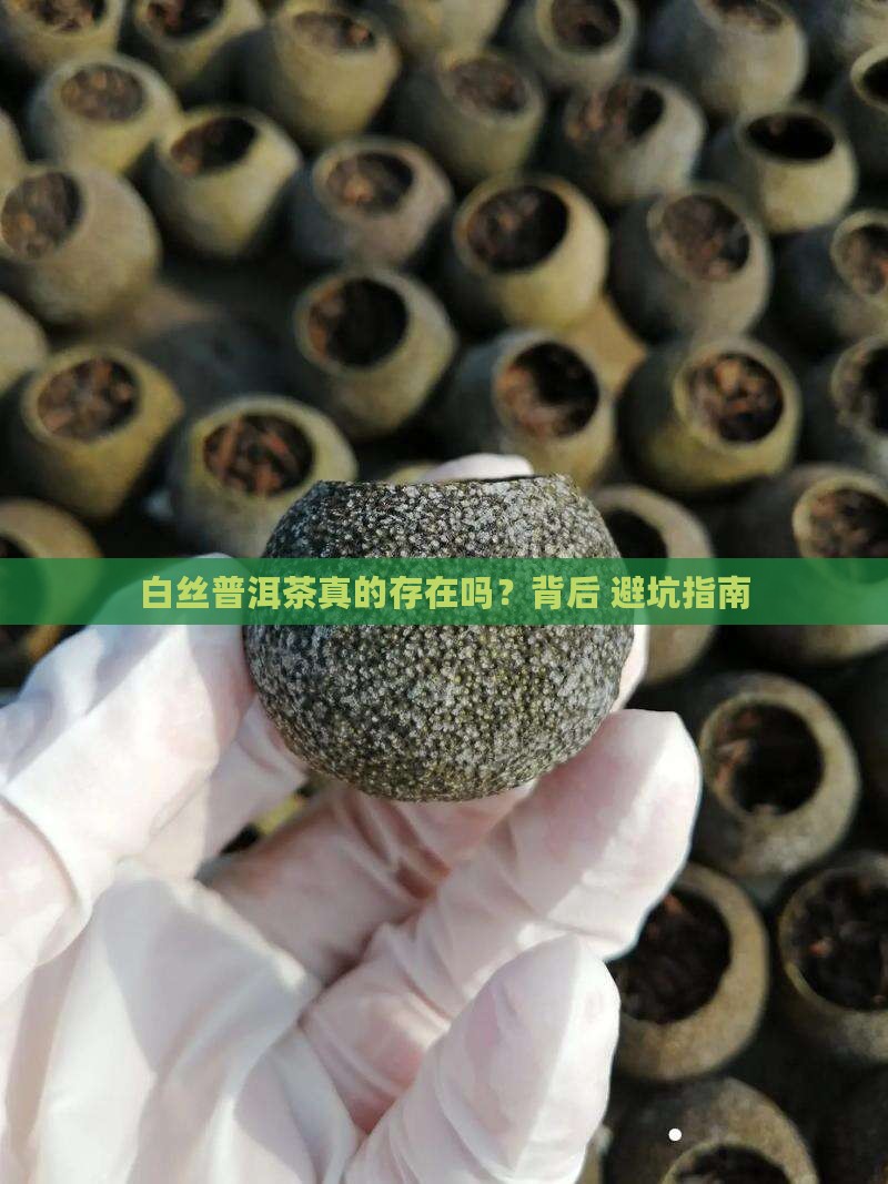 为什么叫白丝普洱茶呢是真的吗