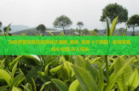 为啥把普洱茶压成饼状还能喝
