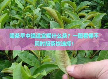 喝茶早中晚适宜喝什么茶