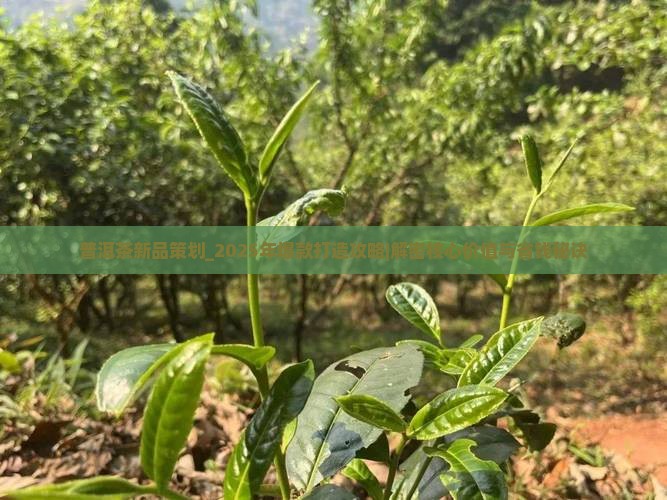 普洱茶新品策划