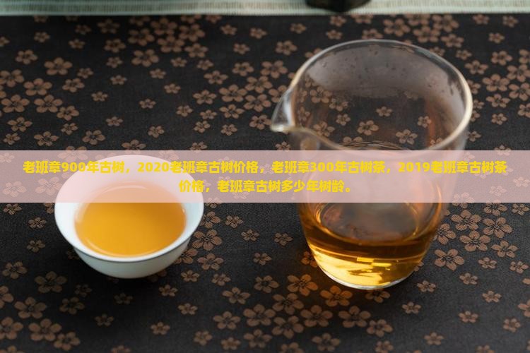 老班章900年古树