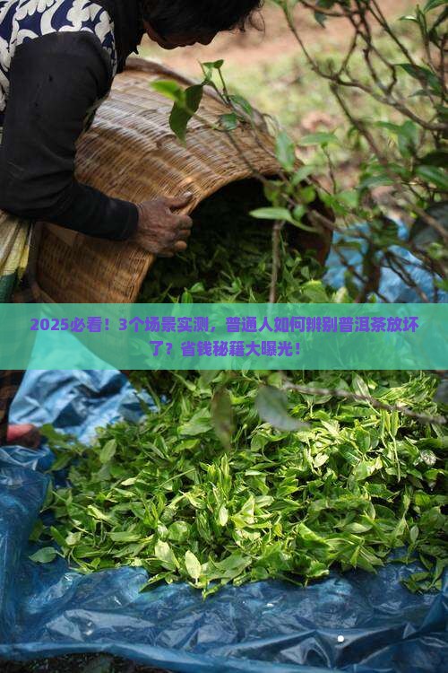 如何辨别普洱茶放坏了