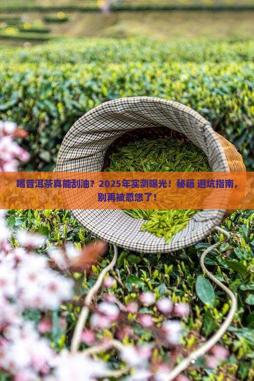 喝普洱茶刮油说法有依据吗