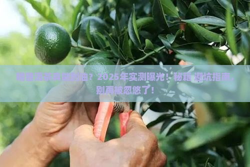 喝普洱茶刮油说法有依据吗