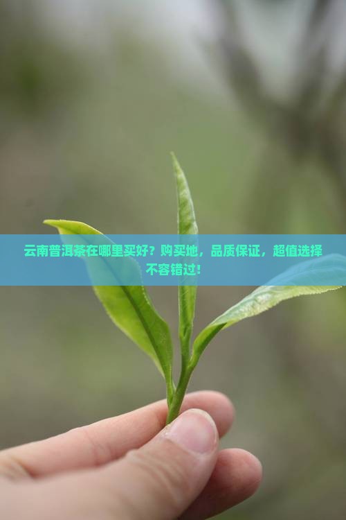 云南普洱茶在哪里买好
