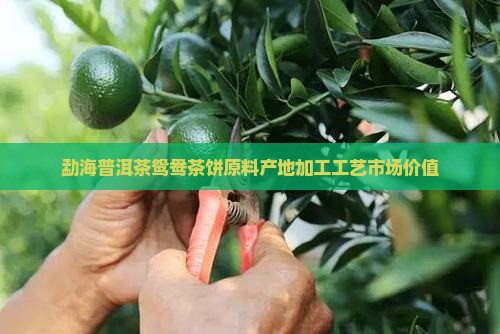 勐海普洱茶鸳鸯茶饼
