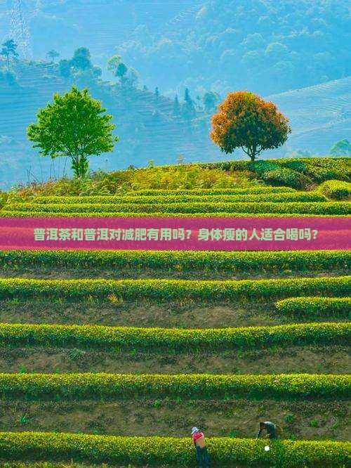 身体瘦喝普洱茶有用吗