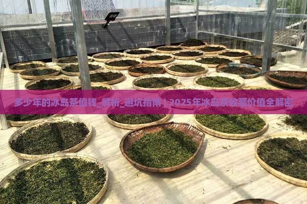 多少年的冰岛茶值钱