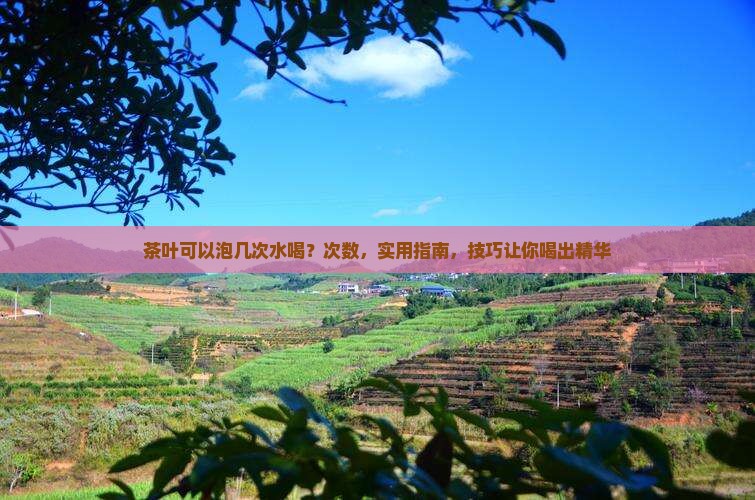 茶叶可以泡几次水喝