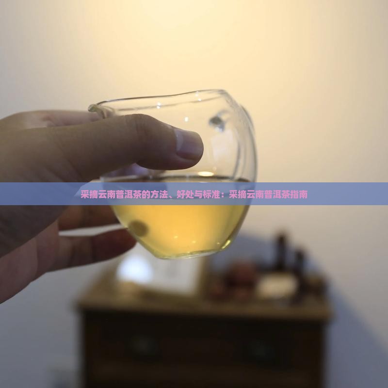 采摘云南普洱茶