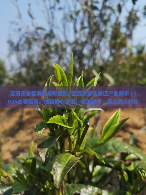 普洱茶零售景迈是哪里的