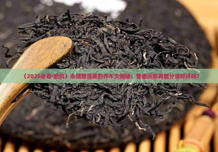 永顺普洱茶的乔木