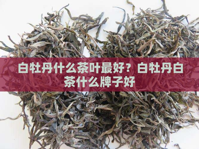 白牡丹什么茶叶